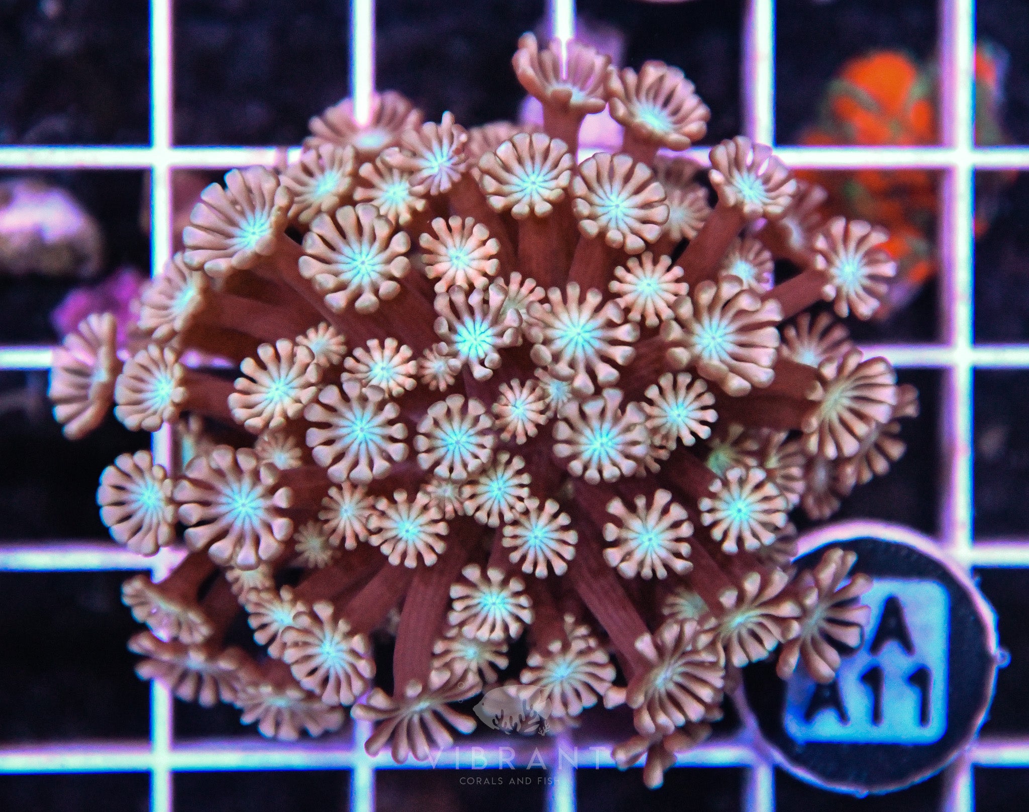 Alveopora Utra AUS