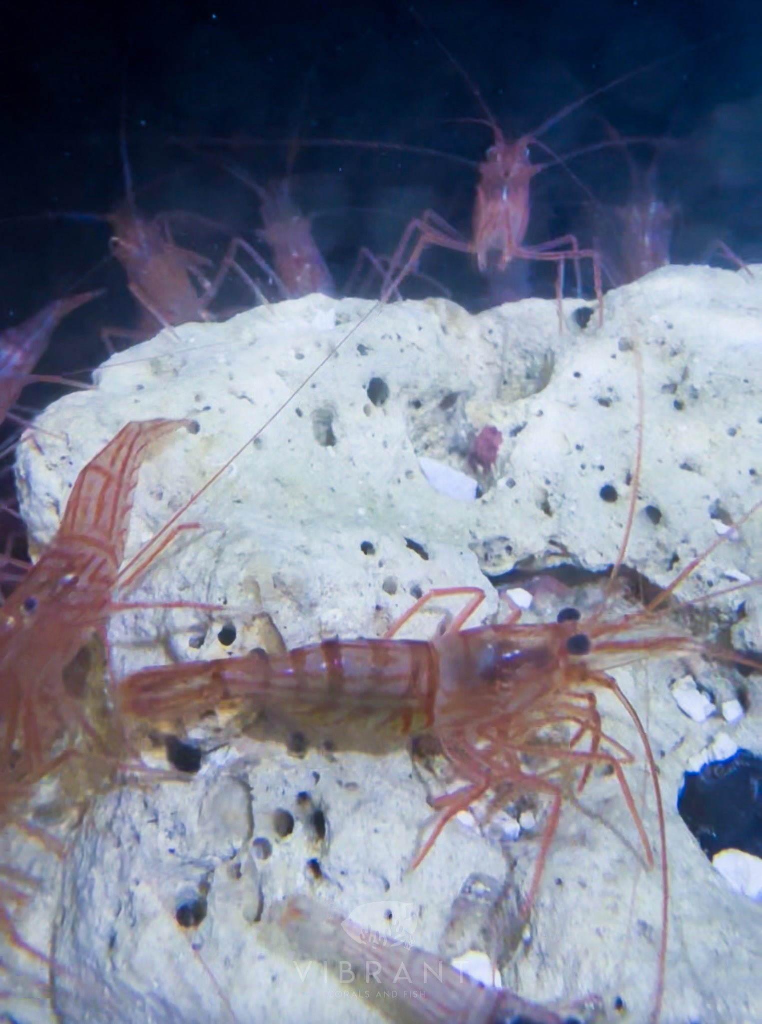 Peppermint Shrimp (Lysmata wurdemann)