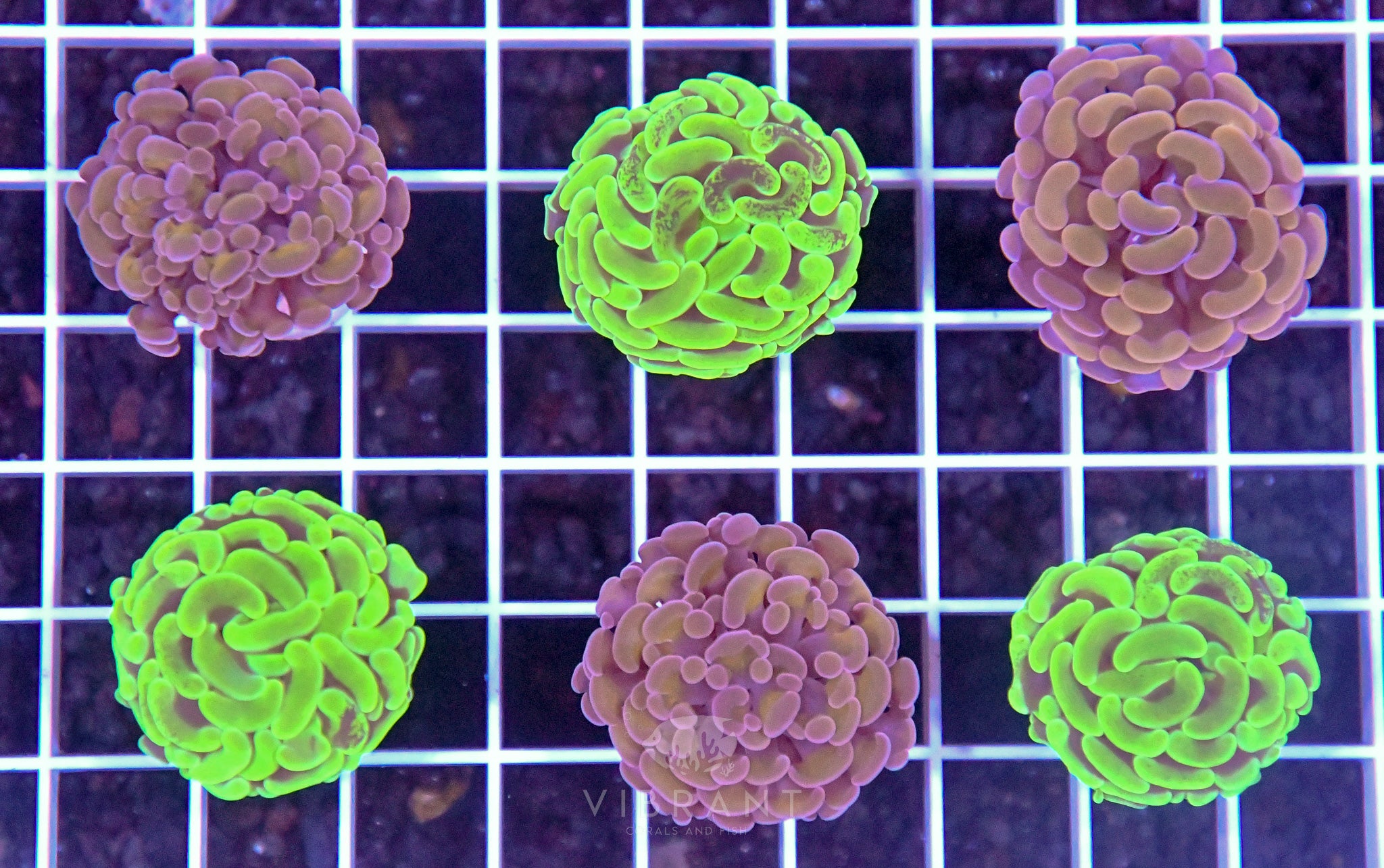 Hammer Branching MIXED 6pk