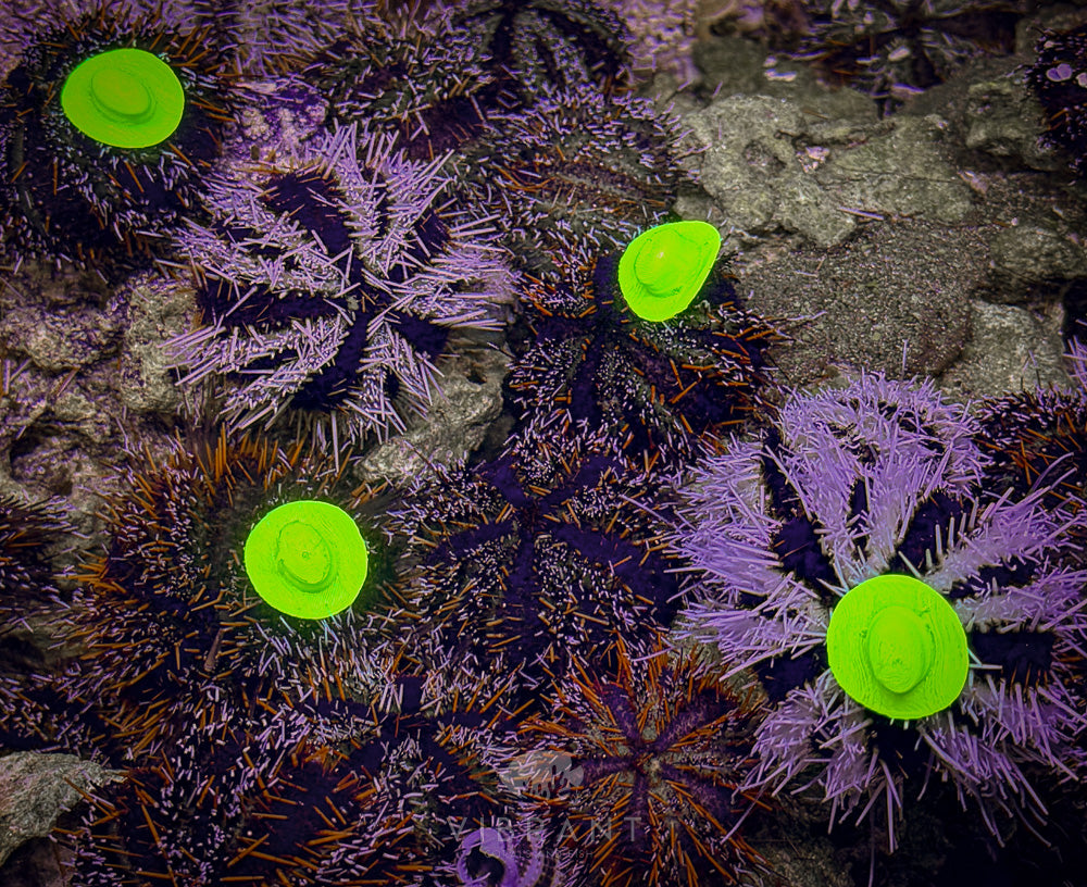 Halloween Urchin SAMPLE