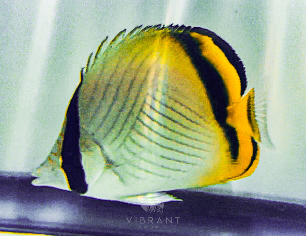 Vagabond Butterfly Fish 3-4” SAMPLE