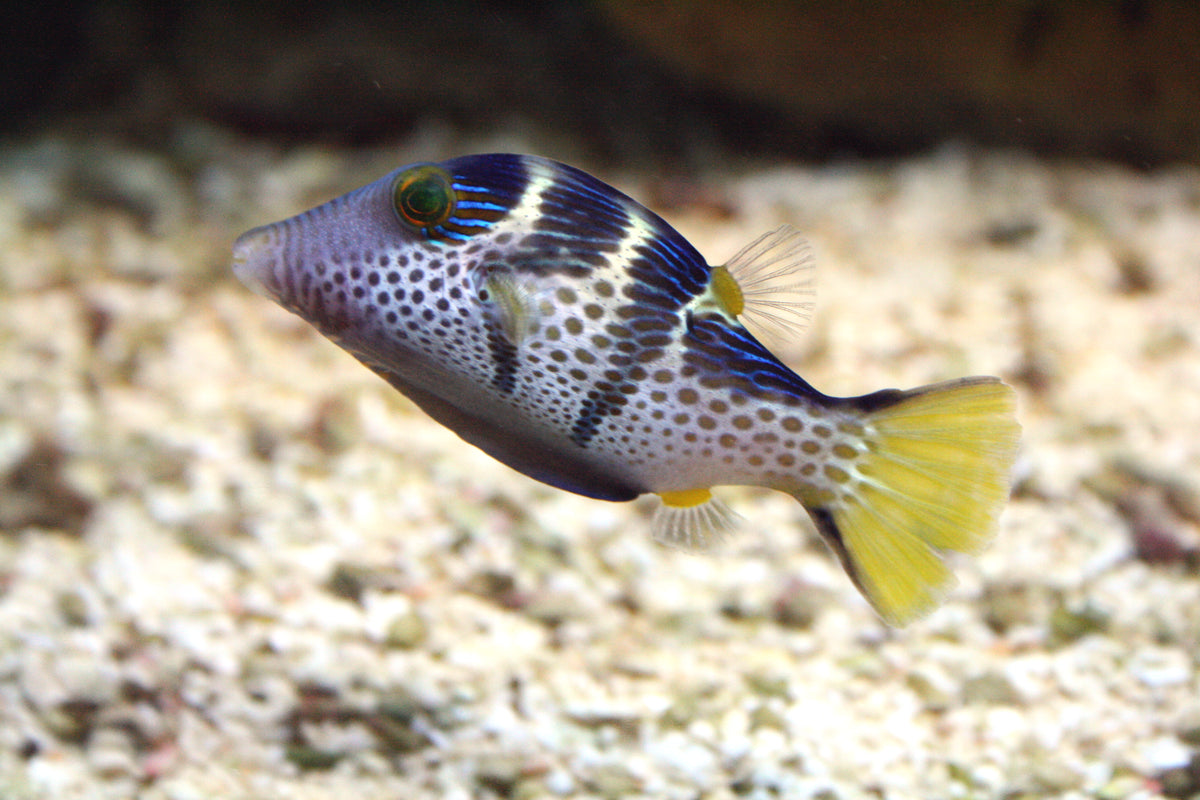Valentinnie Puffer (Canthigaster valentini)