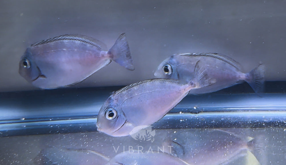 Vlamingii Tang JUV Fish Sample 2"