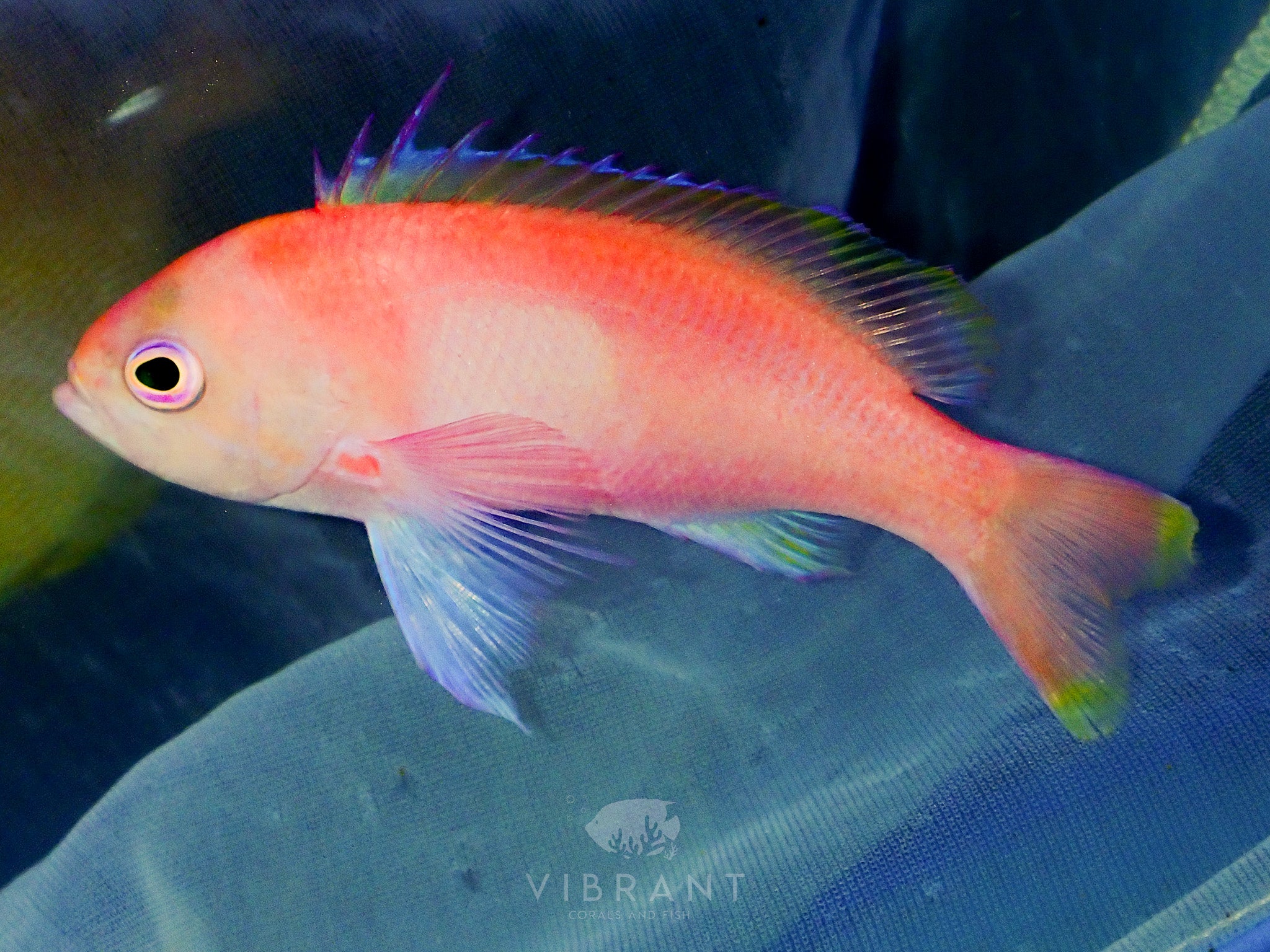 Square Anthias (Pseudanthias pleurotaenia)