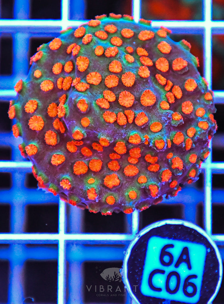 Aquaculture XL Frag