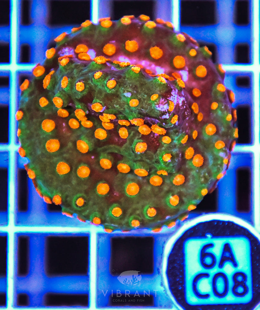 Aquaculture XL Frag