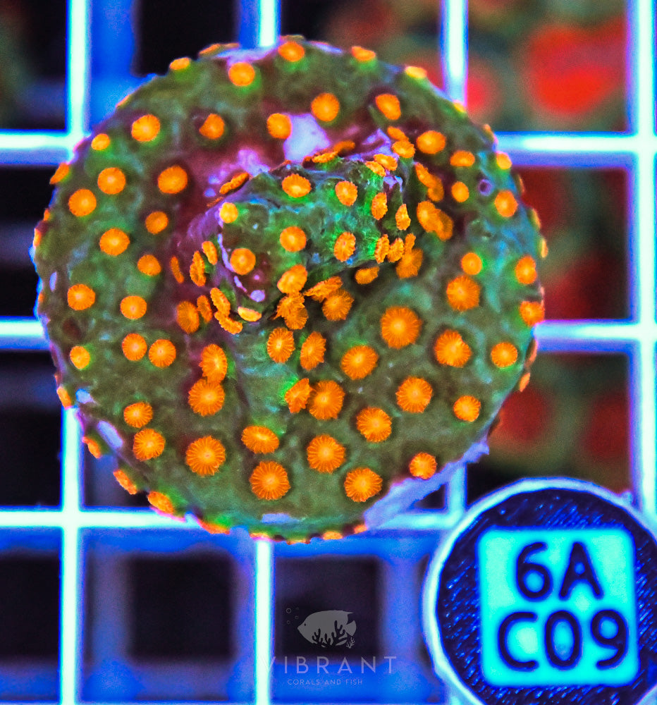 Aquaculture XL Frag