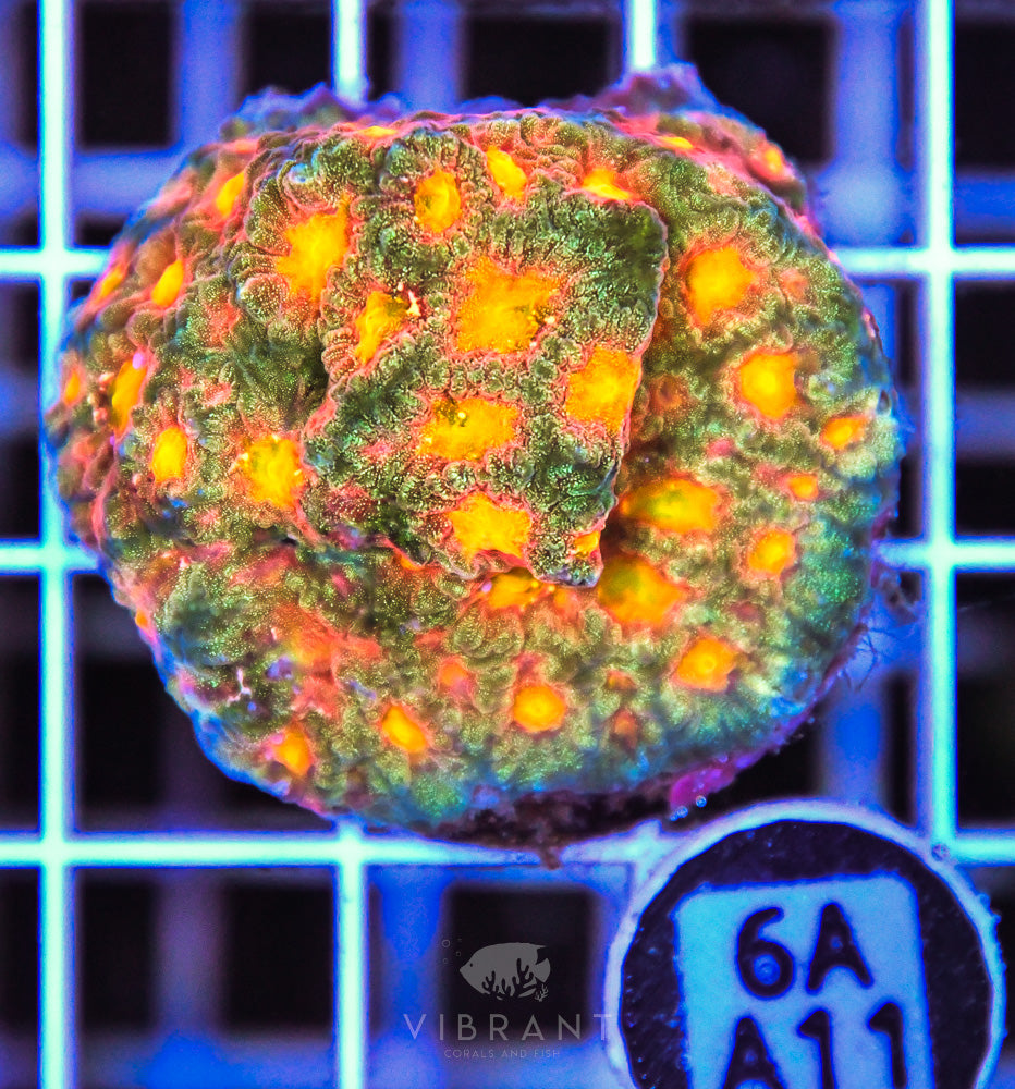 Aquaculture XL Frag