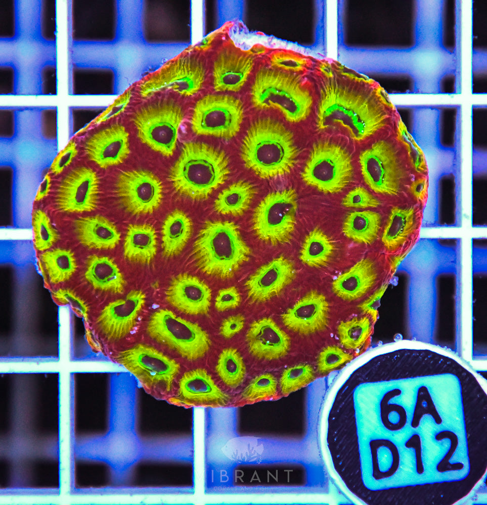 Aquaculture XL Frag