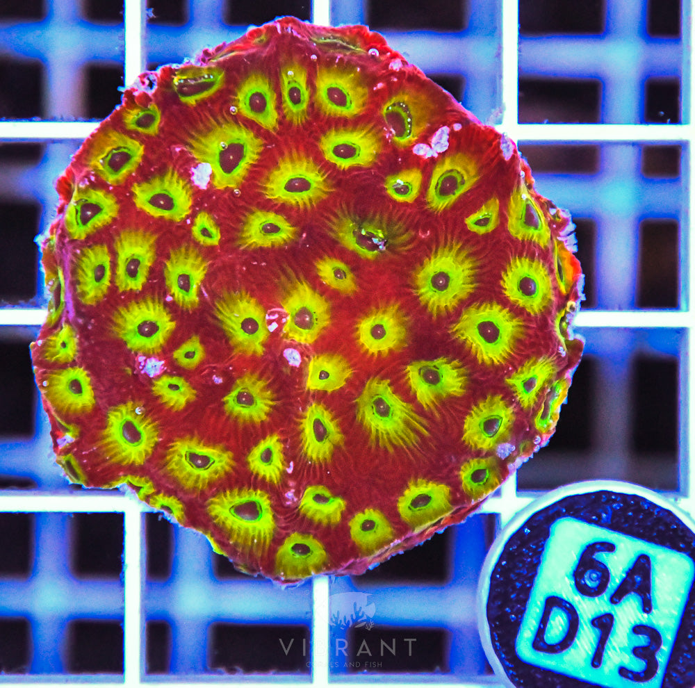 Aquaculture XL Frag