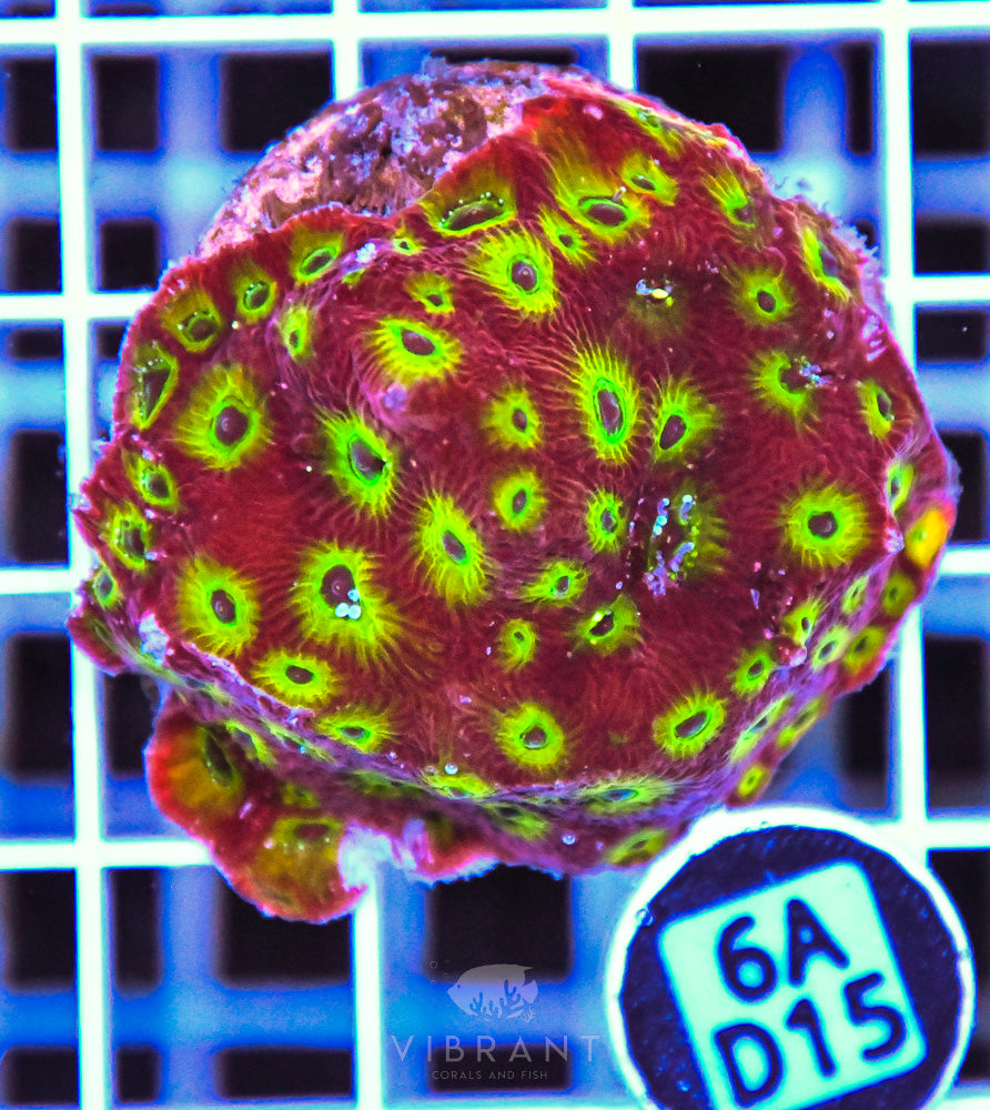 Aquaculture XL Frag