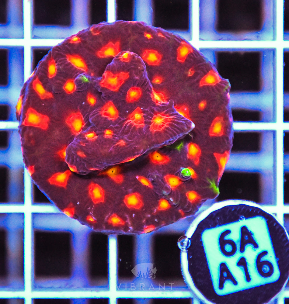 Aquaculture XL Frag