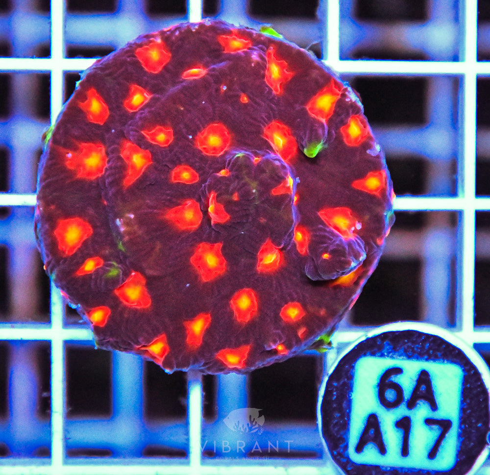 Aquaculture XL Frag