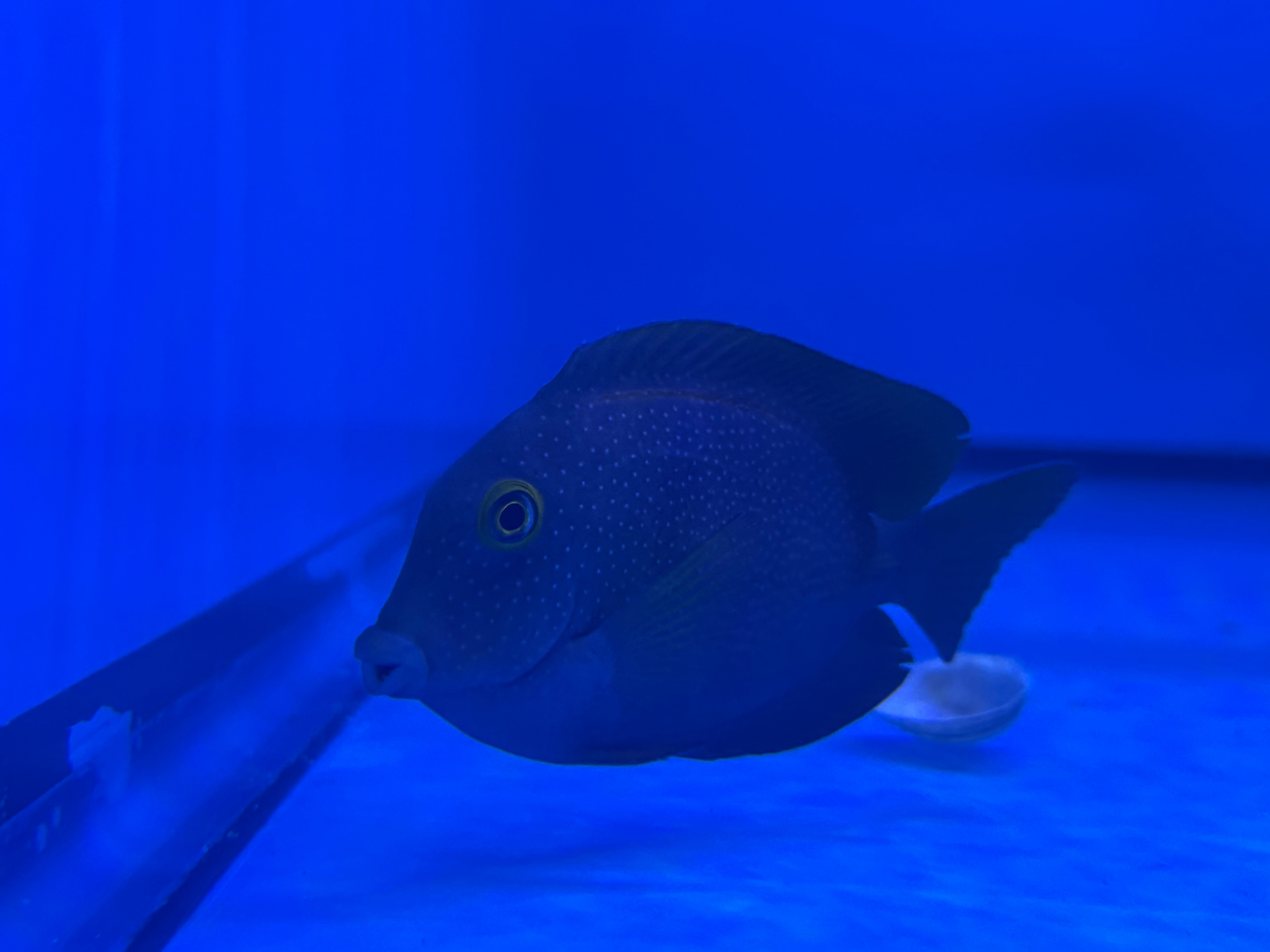 Yellow Eye Kole (Ctenochaetus Truncatus)