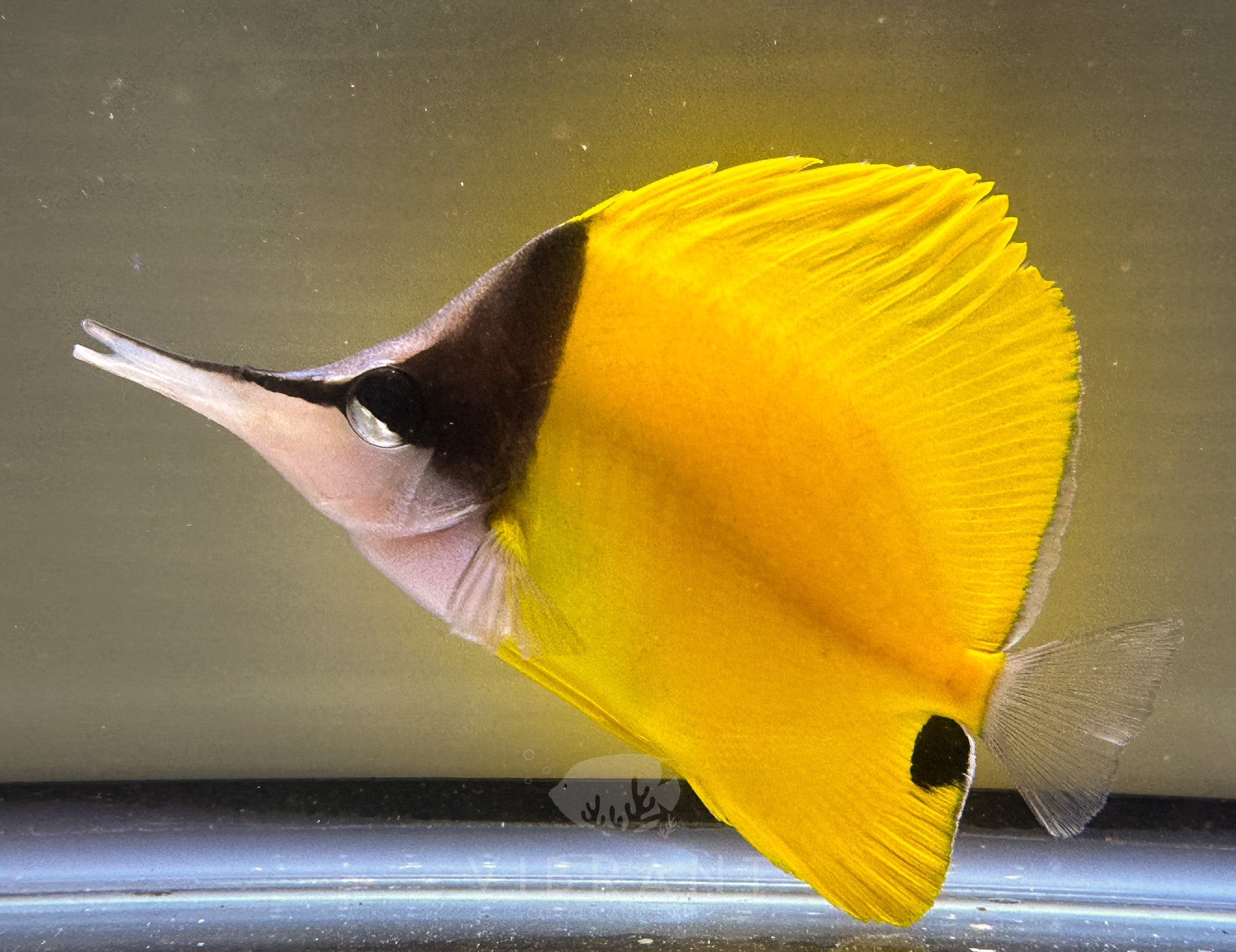 Yellow Longnose Butterflyfish (Forcipiger flavissimus)