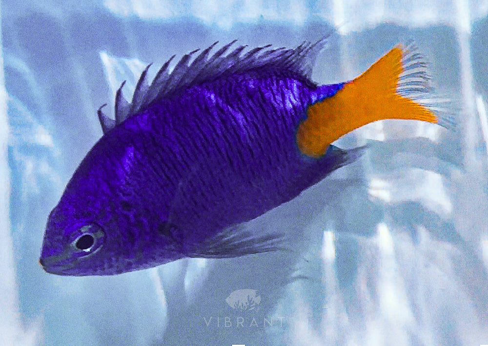 Yellow-Tail Blue Damsel Fish SAMPLE