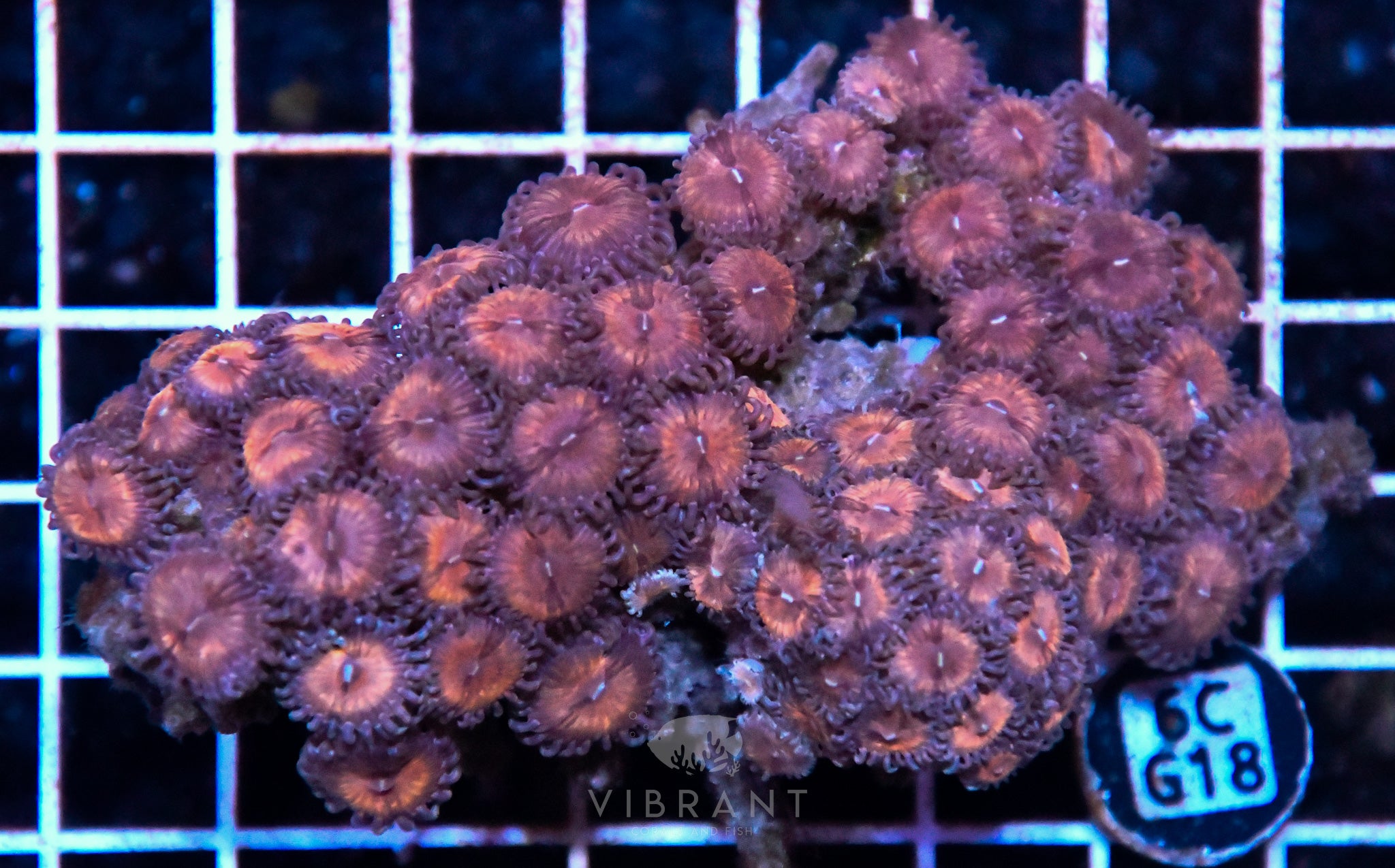 Zoa INDO W