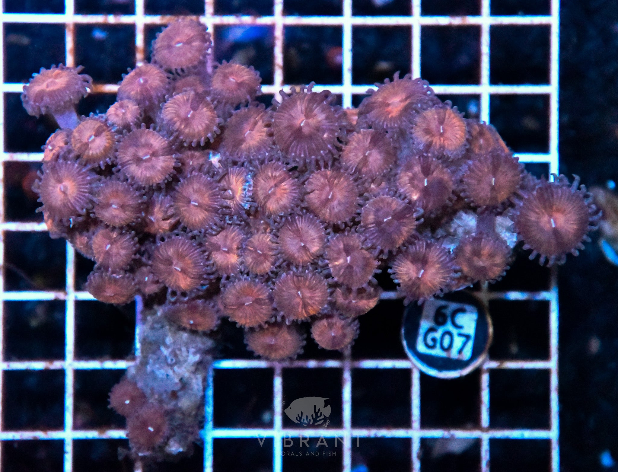 Zoa INDO W