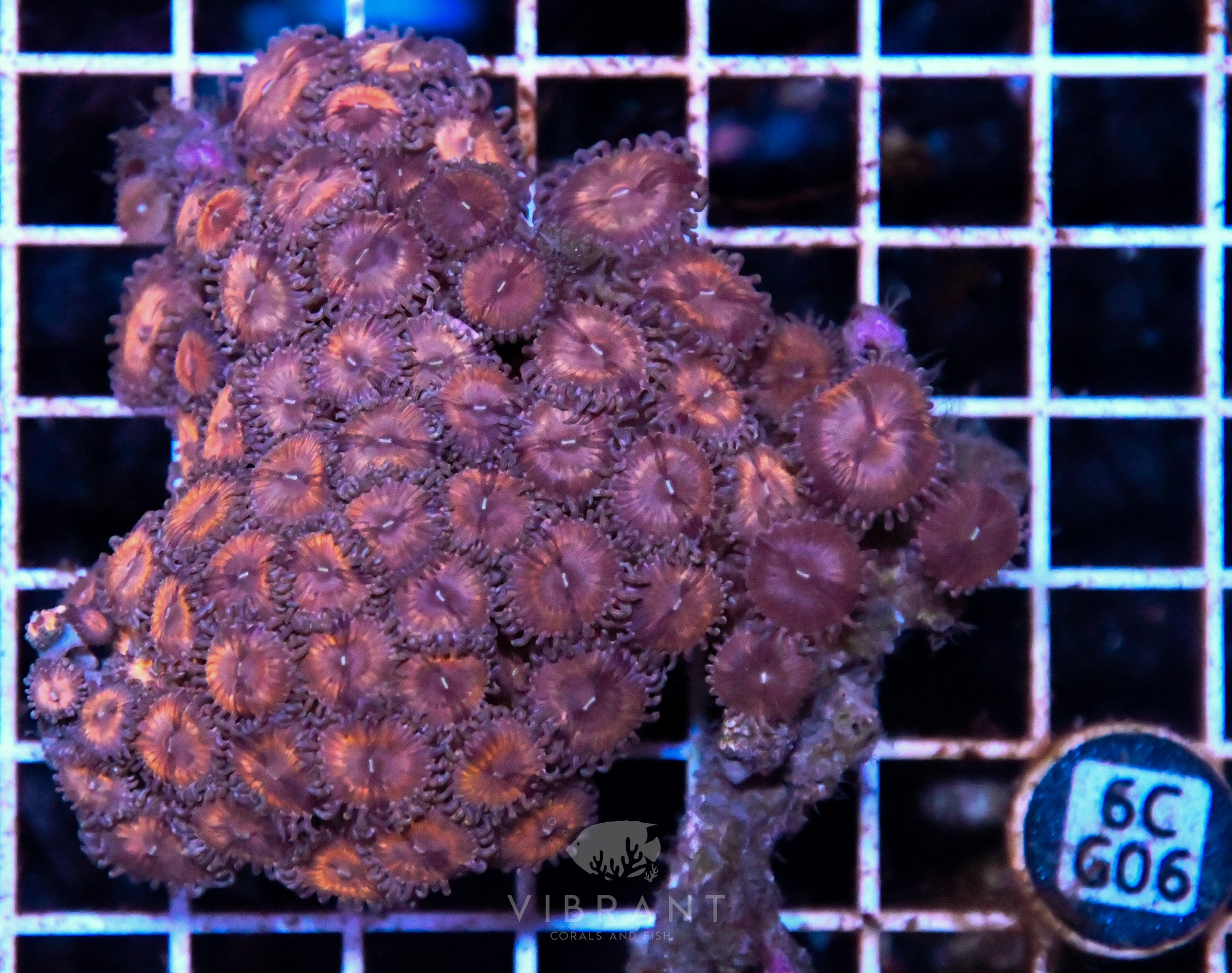 Zoa INDO W