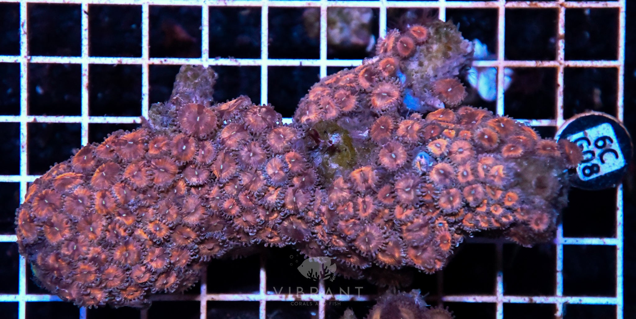Zoa INDO W