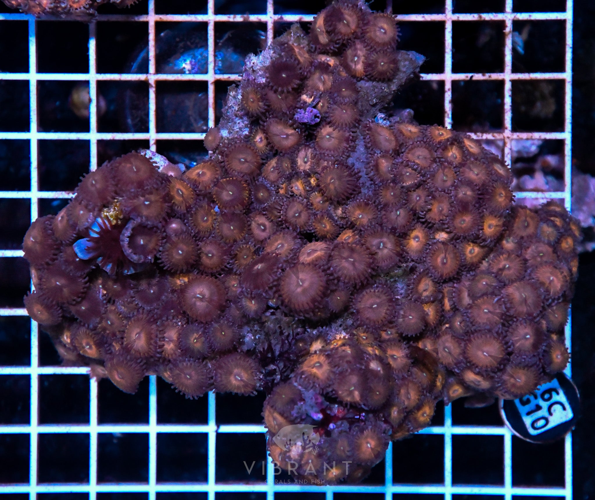 Zoa INDO W