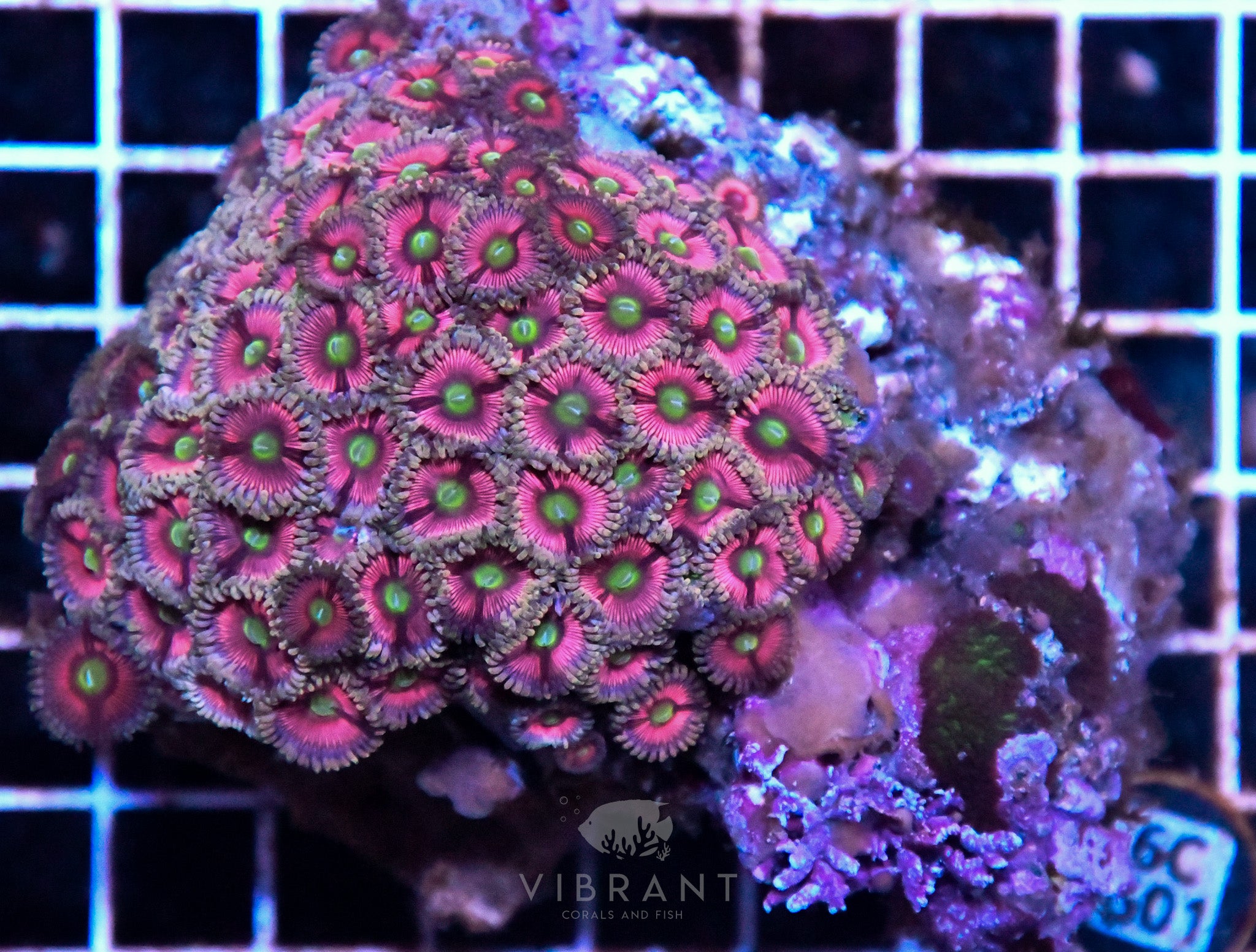 Zoa INDO W