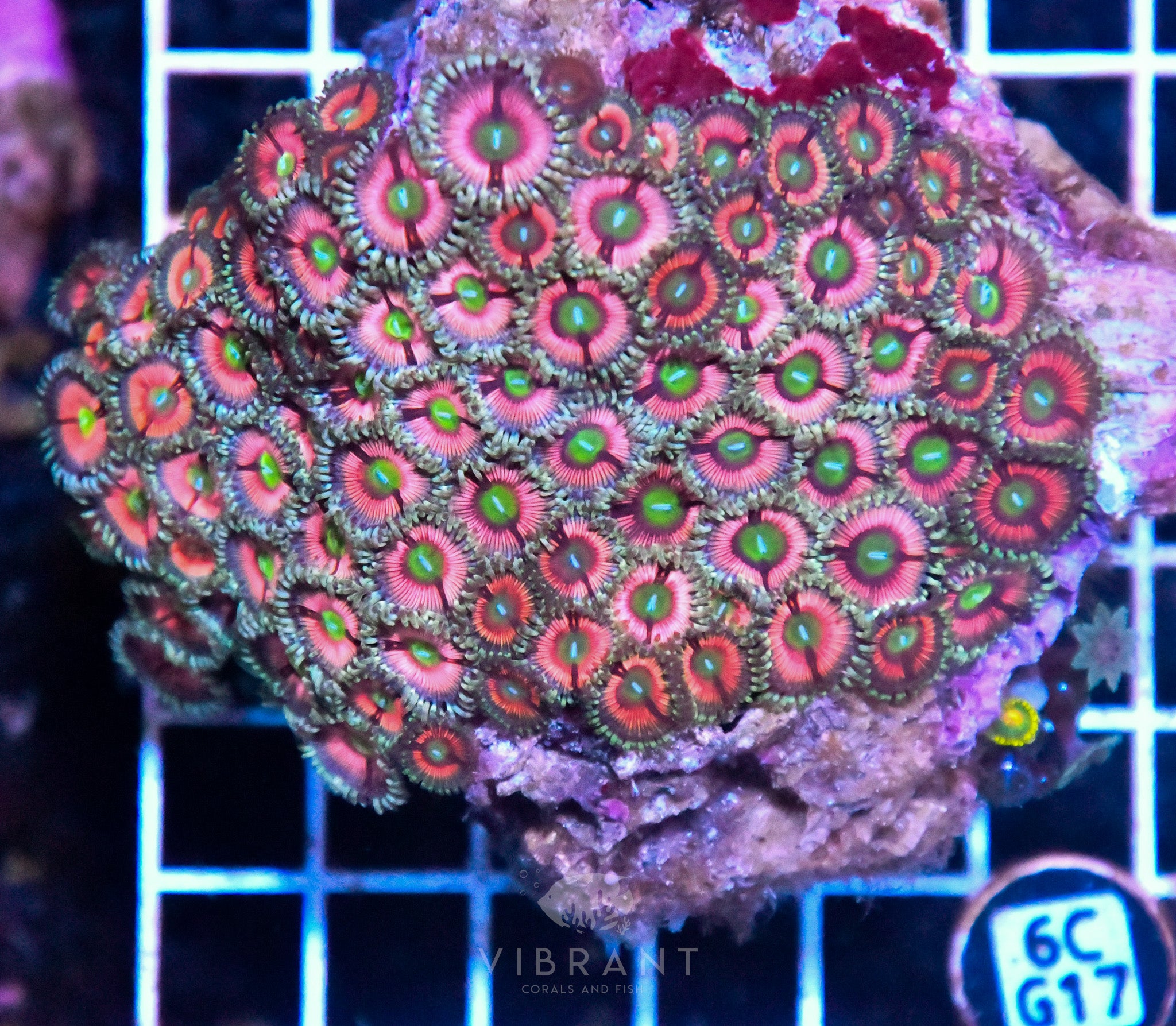 Zoa INDO W