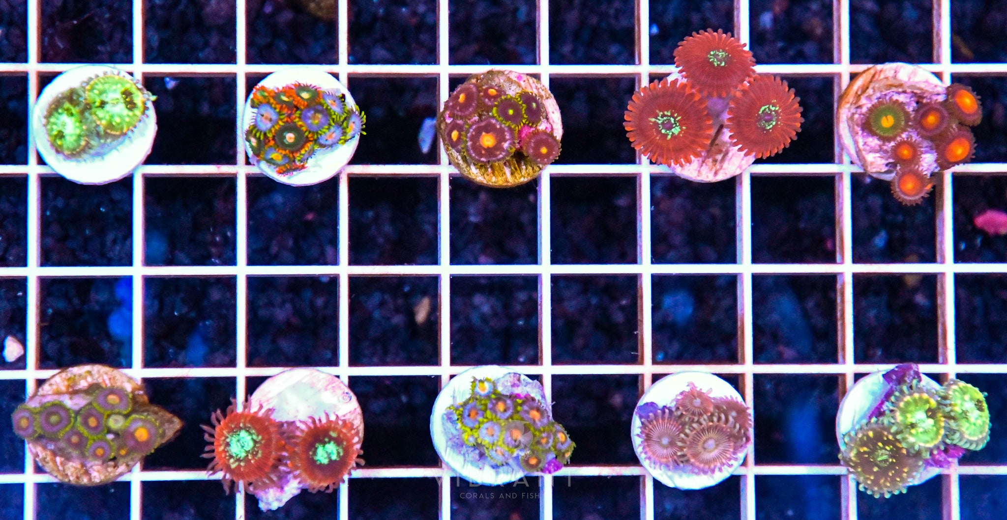 Frag Zoa AUS 10pc Pack sample