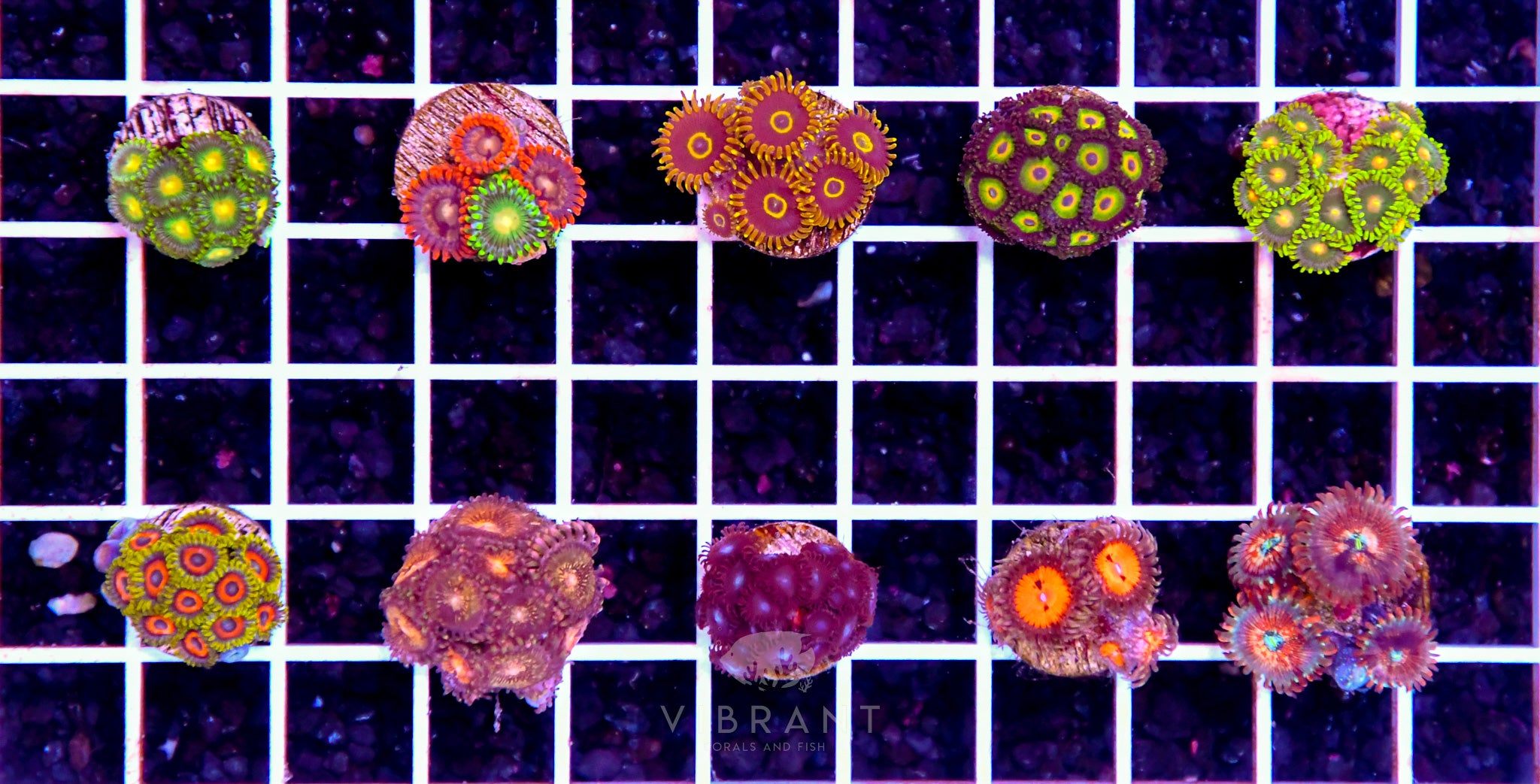 Frag AQ Zoa 10pc Pack sample