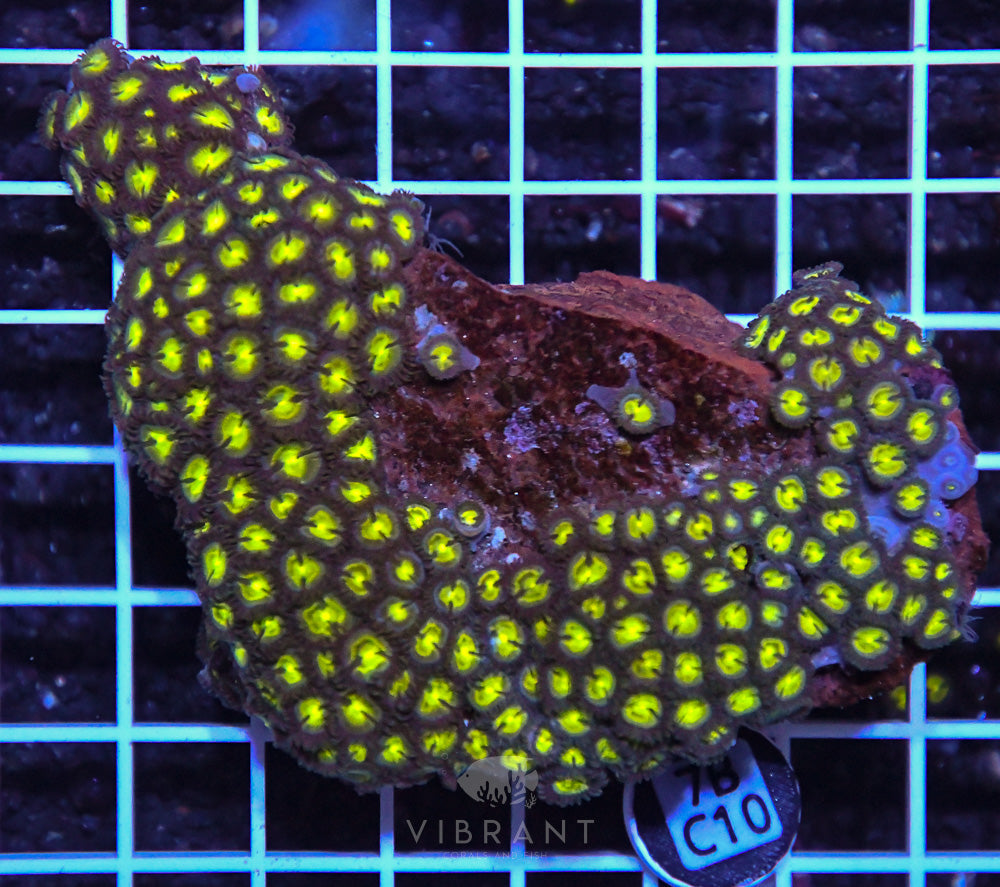 Zoa Ultra GHANA