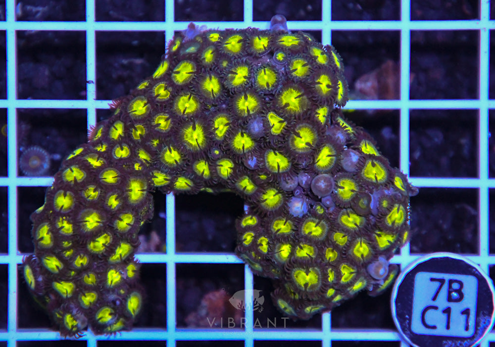 Zoa Ultra GHANA