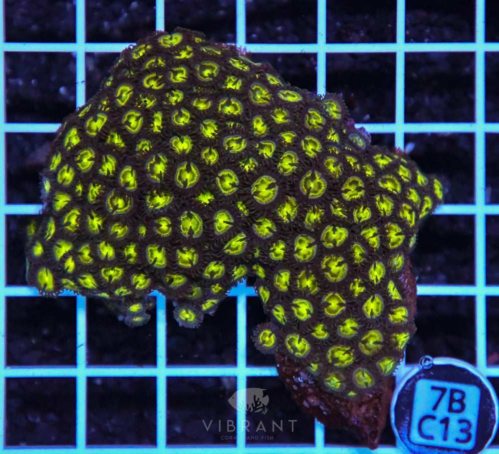 Zoa Ultra GHANA