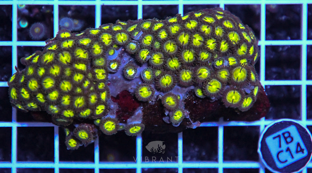 Zoa Ultra GHANA