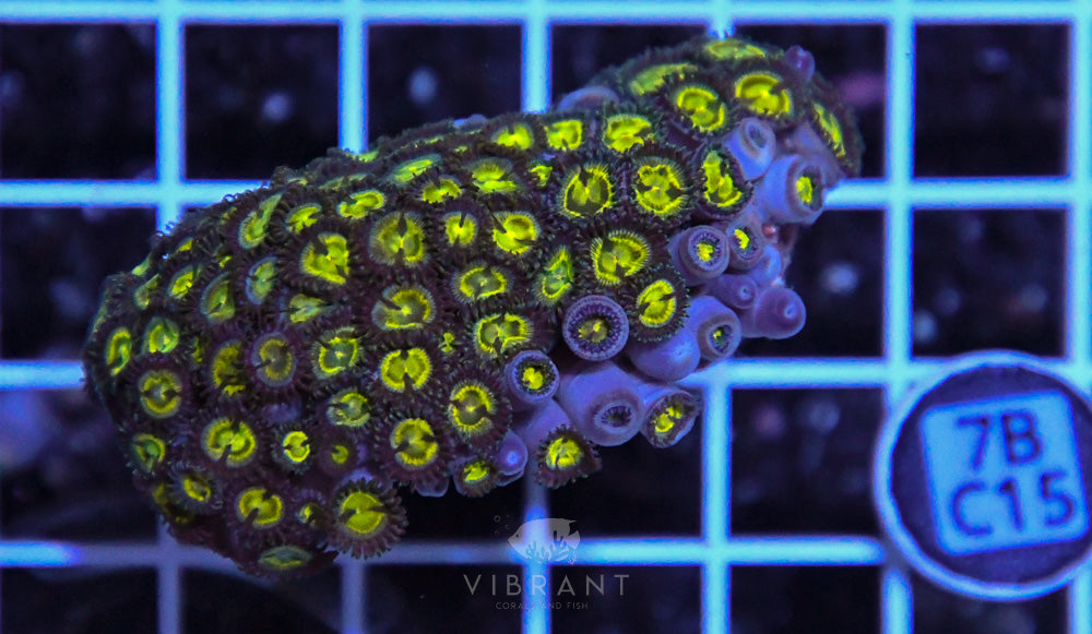 Zoa Ultra GHANA