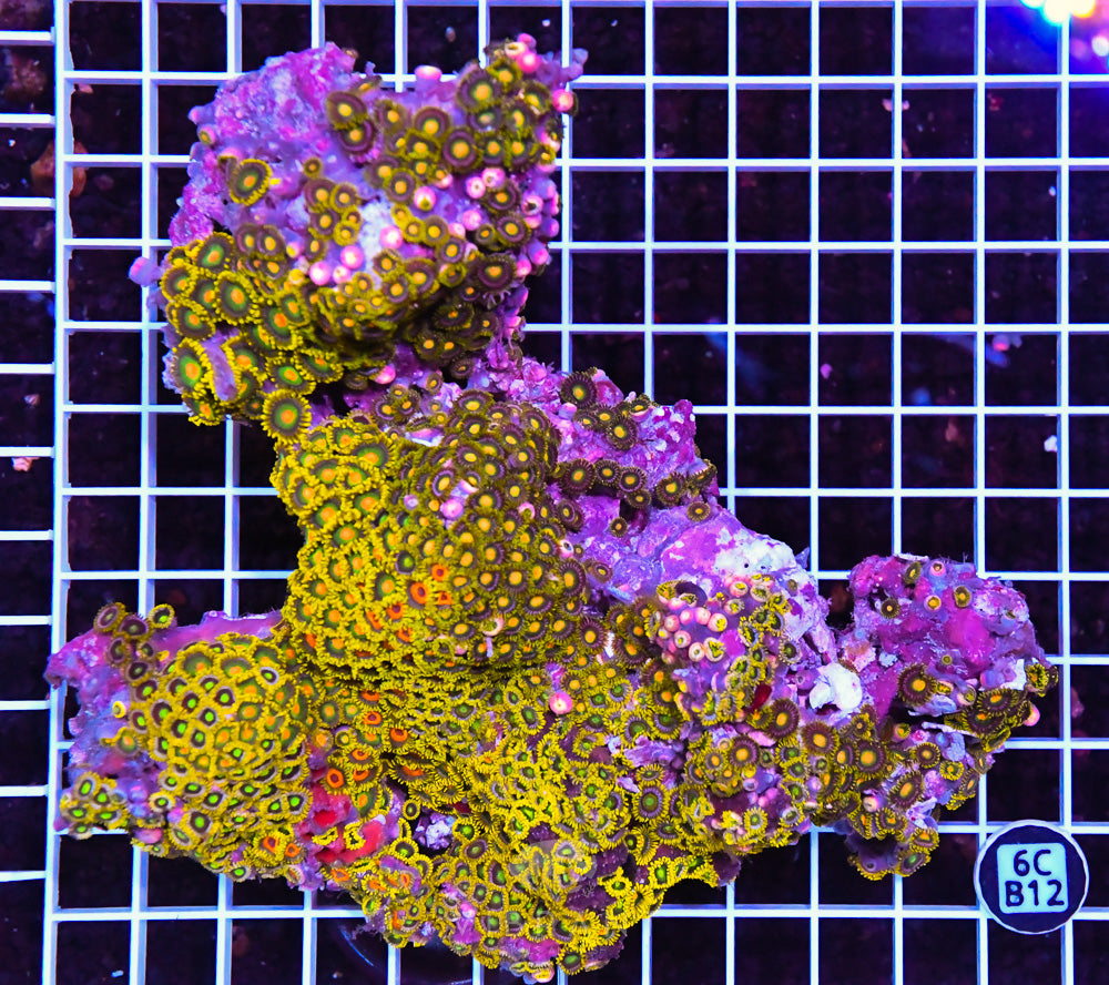 Zoa Ultra Zoa