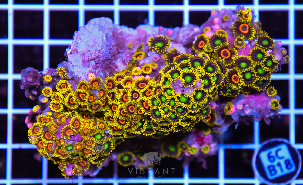 Zoa Ultra Zoa