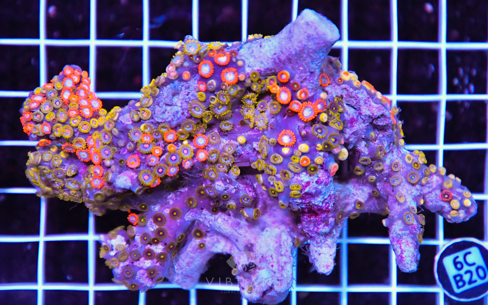 Zoa Ultra Zoa