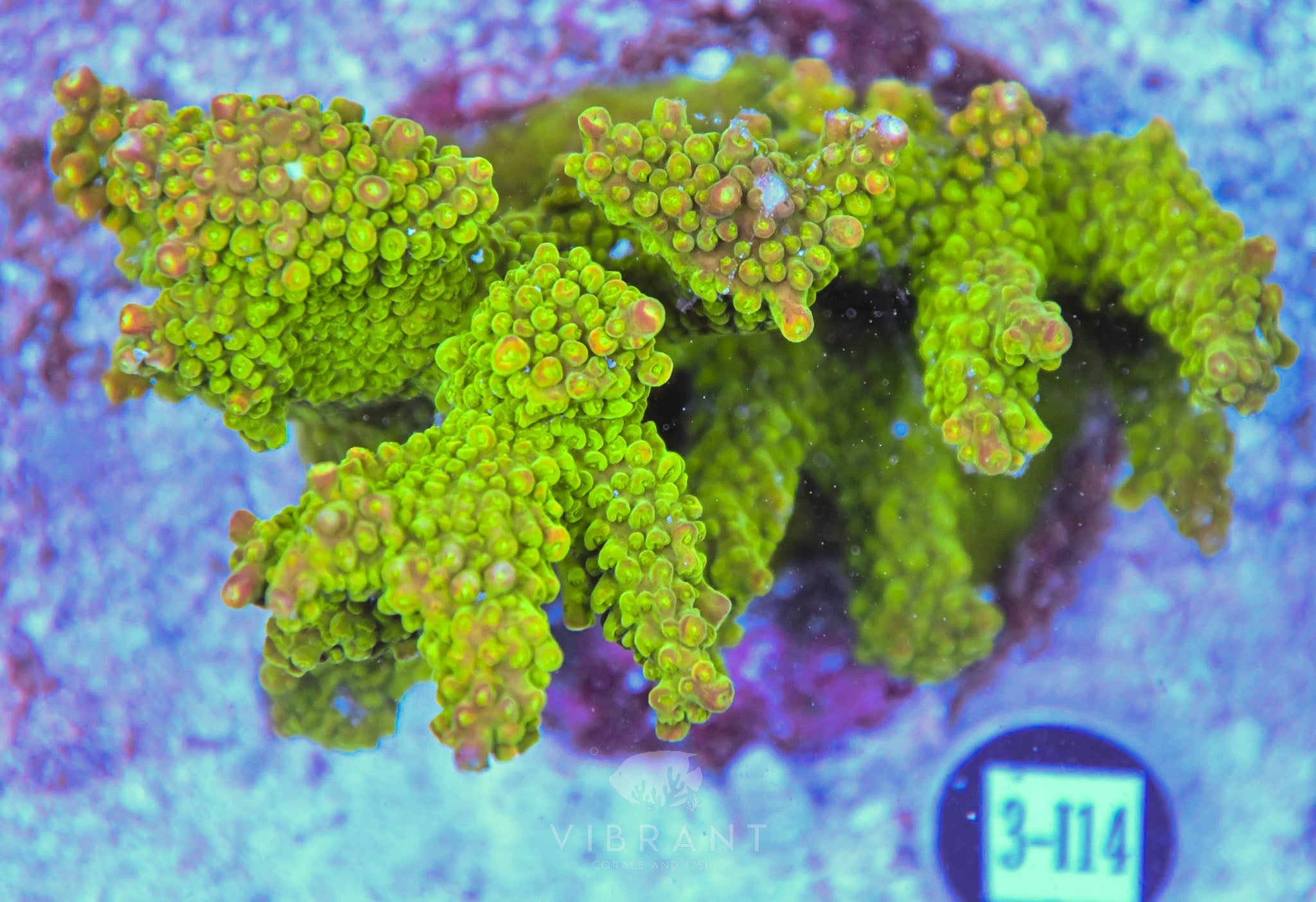 Acro INDO