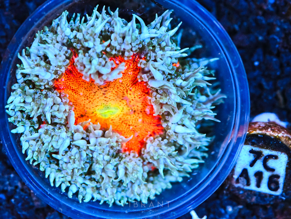 Rock Flower Ultra Anemone