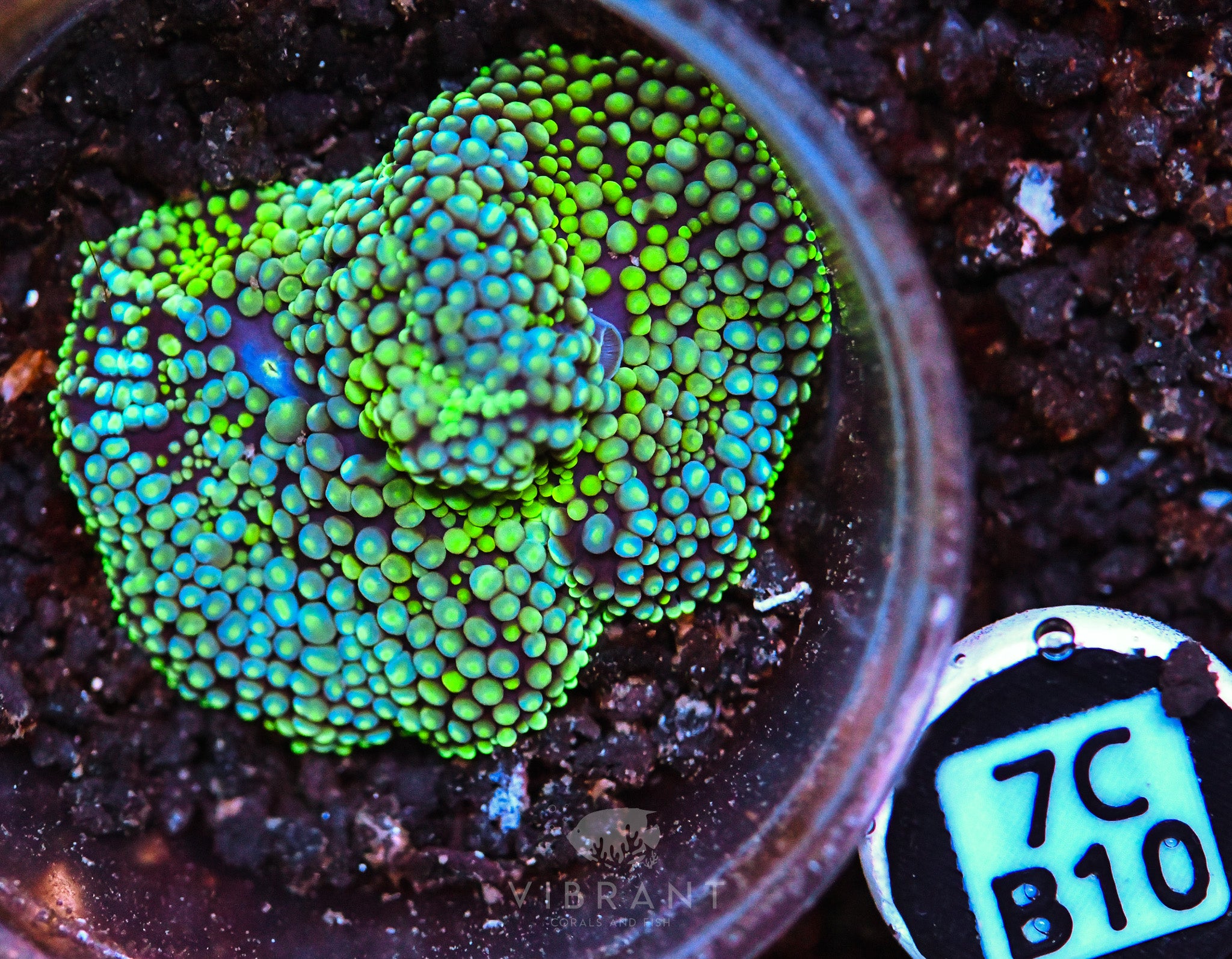 Ricordea Ultra Mushroom
