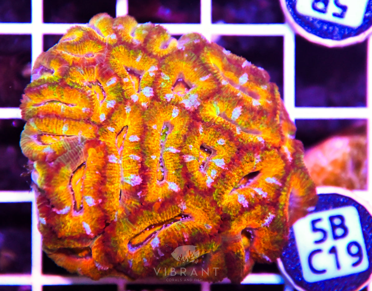 Acan Lord AUS