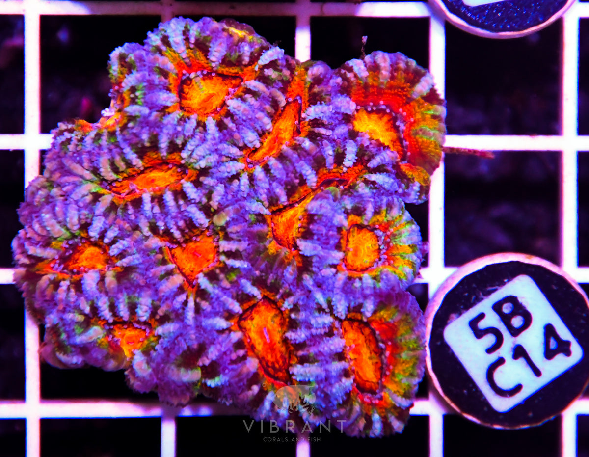 Acan Lord AUS