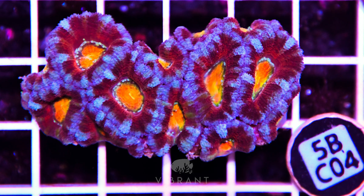 Acan Lord AUS