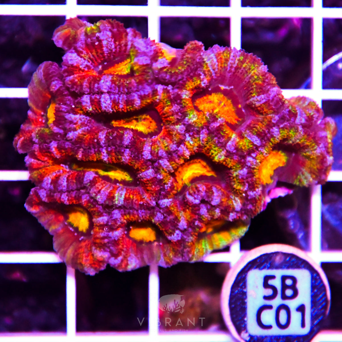 Acan Lord AUS