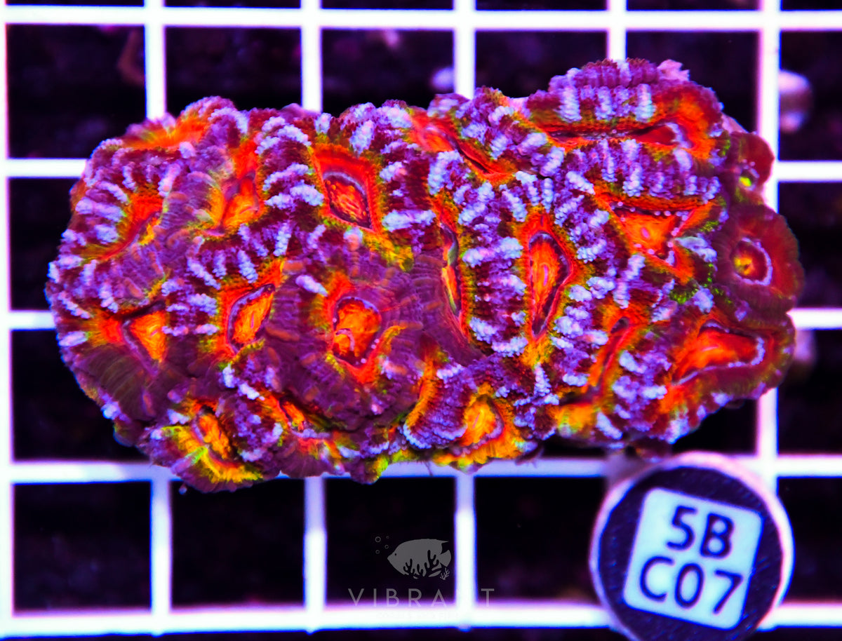 Acan Lord AUS