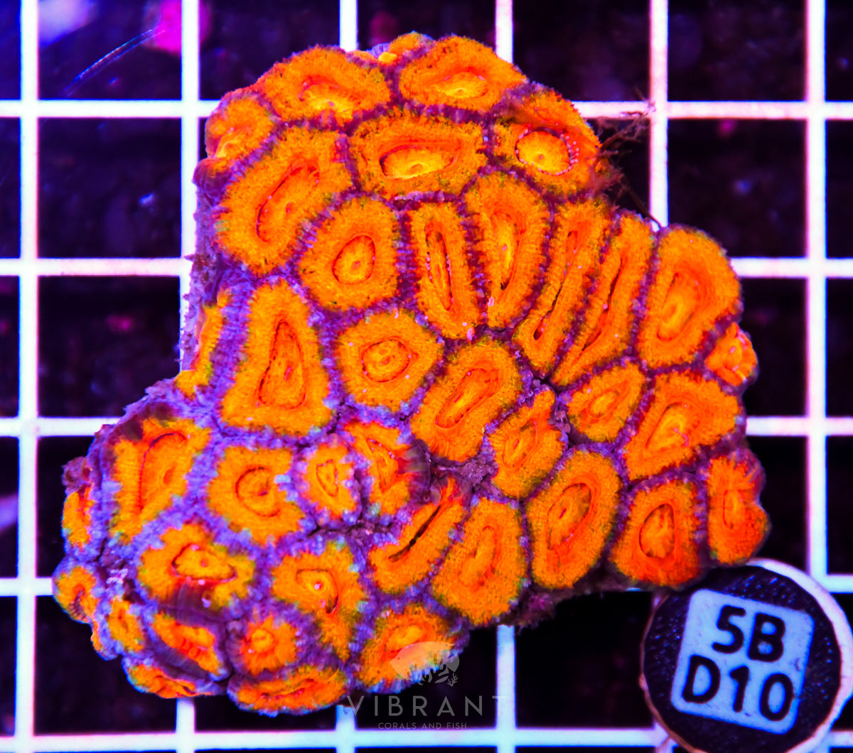 Acan Lord AUS