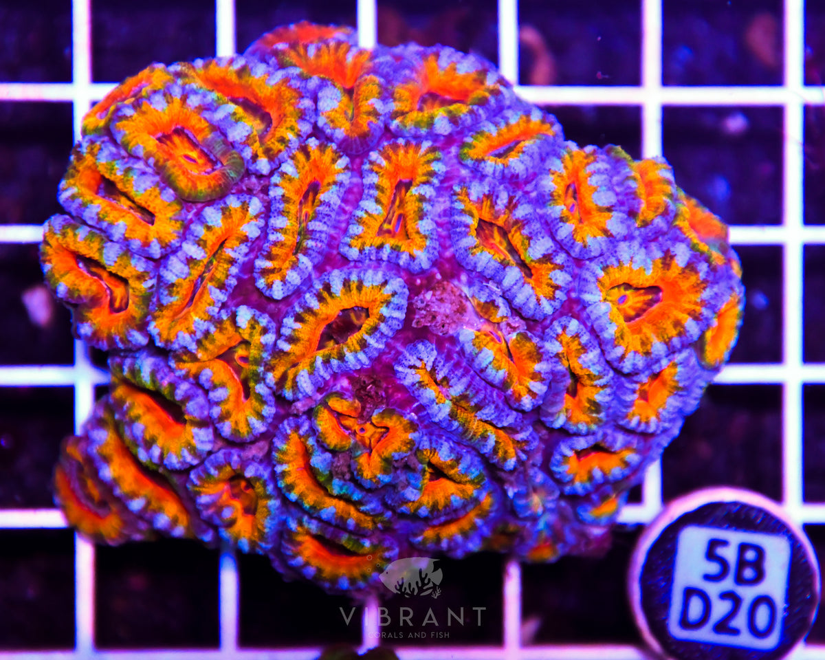Acan Lord AUS