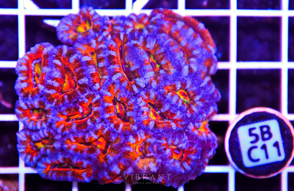 Acan Lord AUS