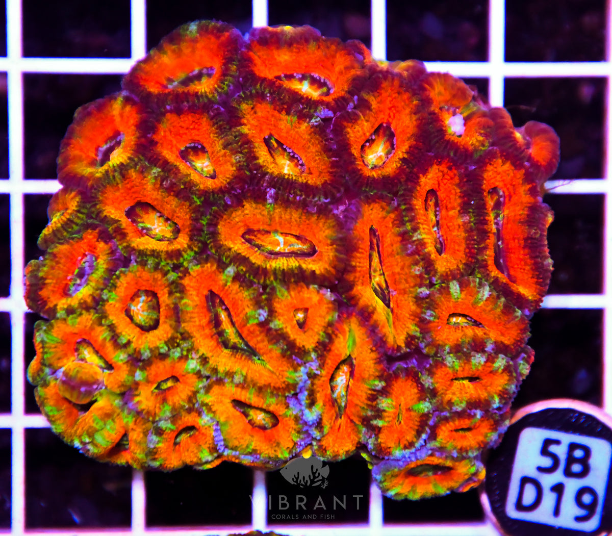 Acan Lord AUS
