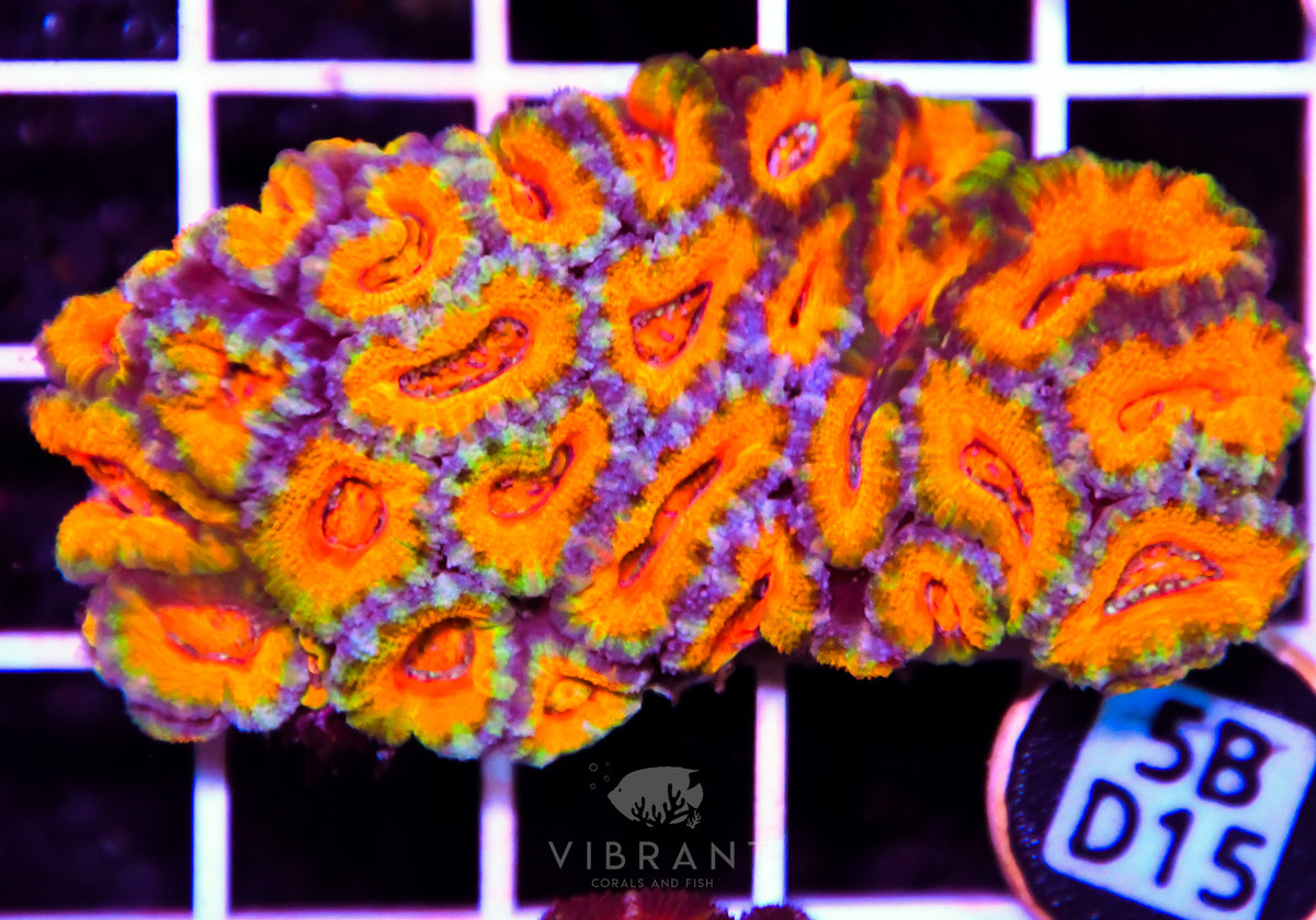 Acan Lord AUS